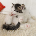 Wildfee's Norwegische Waldkatzen - Babys und Jungtiere 