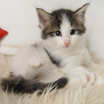 Wildfee's Norwegische Waldkatzen - Babys und Jungtiere 