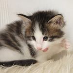 Wildfee's Norwegische Waldkatzen - Babys und Jungtiere 