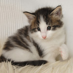 Wildfee's Norwegische Waldkatzen - Babys und Jungtiere 