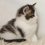 Wildfee's Norwegische Waldkatzen - Babys und Jungtiere 