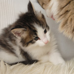 Wildfee's Norwegische Waldkatzen - Babys und Jungtiere 