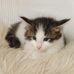 Wildfee's Norwegische Waldkatzen - Babys und Jungtiere 