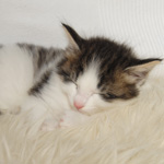 Wildfee's Norwegische Waldkatzen - Babys und Jungtiere 