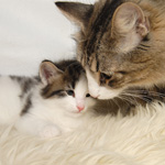 Wildfee's Norwegische Waldkatzen - Babys und Jungtiere 