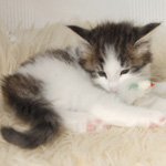 Wildfee's Norwegische Waldkatzen - Babys und Jungtiere 