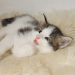 Wildfee's Norwegische Waldkatzen - Babys und Jungtiere 