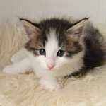 Wildfee's Norwegische Waldkatzen - Babys und Jungtiere 