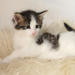 Wildfee's Norwegische Waldkatzen - Babys und Jungtiere 