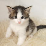 Wildfee's Norwegische Waldkatzen - Babys und Jungtiere 