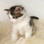 Wildfee's Norwegische Waldkatzen - Babys und Jungtiere 