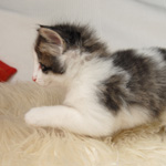 Wildfee's Norwegische Waldkatzen - Babys und Jungtiere 