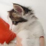 Wildfee's Norwegische Waldkatzen - Babys und Jungtiere 