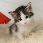 Wildfee's Norwegische Waldkatzen - Babys und Jungtiere 