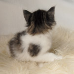 Wildfee's Norwegische Waldkatzen - Babys und Jungtiere 