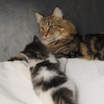 Wildfee's Norwegische Waldkatzen - Babys und Jungtiere 