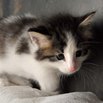 Wildfee's Norwegische Waldkatzen - Babys und Jungtiere 