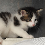 Wildfee's Norwegische Waldkatzen - Babys und Jungtiere 