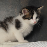 Wildfee's Norwegische Waldkatzen - Babys und Jungtiere 