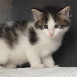 Wildfee's Norwegische Waldkatzen - Babys und Jungtiere 