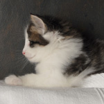 Wildfee's Norwegische Waldkatzen - Babys und Jungtiere 