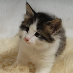 Wildfee's Norwegische Waldkatzen - Babys und Jungtiere 