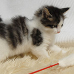 Wildfee's Norwegische Waldkatzen - Babys und Jungtiere 