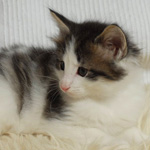 Wildfee's Norwegische Waldkatzen - Babys und Jungtiere 