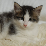 Wildfee's Norwegische Waldkatzen - Babys und Jungtiere 