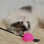 Wildfee's Norwegische Waldkatzen - Babys und Jungtiere 