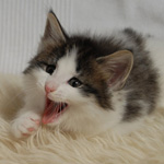 Wildfee's Norwegische Waldkatzen - Babys und Jungtiere 