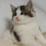 Wildfee's Norwegische Waldkatzen - Babys und Jungtiere 