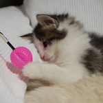 Wildfee's Norwegische Waldkatzen - Babys und Jungtiere 