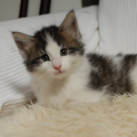 Wildfee's Norwegische Waldkatzen - Babys und Jungtiere 