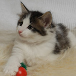 Wildfee's Norwegische Waldkatzen - Babys und Jungtiere 