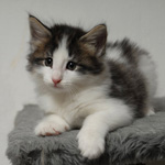 Wildfee's Norwegische Waldkatzen - Babys und Jungtiere 