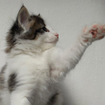 Wildfee's Norwegische Waldkatzen - Babys und Jungtiere 