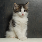 Wildfee's Norwegische Waldkatzen - Babys und Jungtiere 