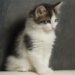 Wildfee's Norwegische Waldkatzen - Babys und Jungtiere 