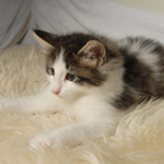 Wildfee's Norwegische Waldkatzen - Babys und Jungtiere 