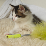 Wildfee's Norwegische Waldkatzen - Babys und Jungtiere 