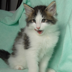 Wildfee's Norwegische Waldkatzen - Babys und Jungtiere 