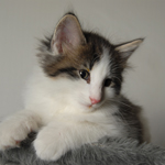 Wildfee's Norwegische Waldkatzen - Babys und Jungtiere 