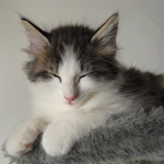 Wildfee's Norwegische Waldkatzen - Babys und Jungtiere 