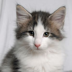 Wildfee's Norwegische Waldkatzen - Babys und Jungtiere 