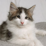 Wildfee's Norwegische Waldkatzen - Babys und Jungtiere 