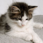 Wildfee's Norwegische Waldkatzen - Babys und Jungtiere 