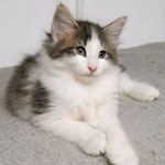 Wildfee's Norwegische Waldkatzen - Babys und Jungtiere 