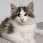 Wildfee's Norwegische Waldkatzen - Babys und Jungtiere 