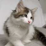 Wildfee's Norwegische Waldkatzen - Babys und Jungtiere 